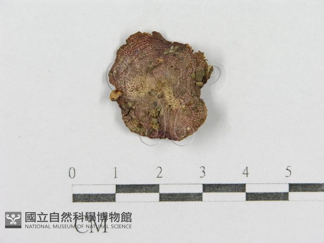 紅菇屬藏品圖，第3張