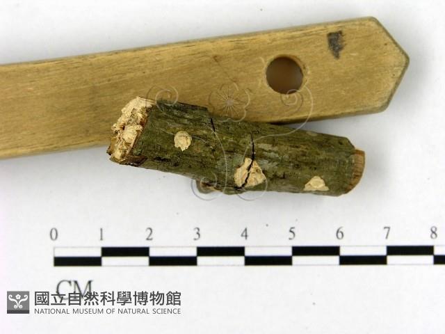 登錄號:F0020474藏品圖，第3張
