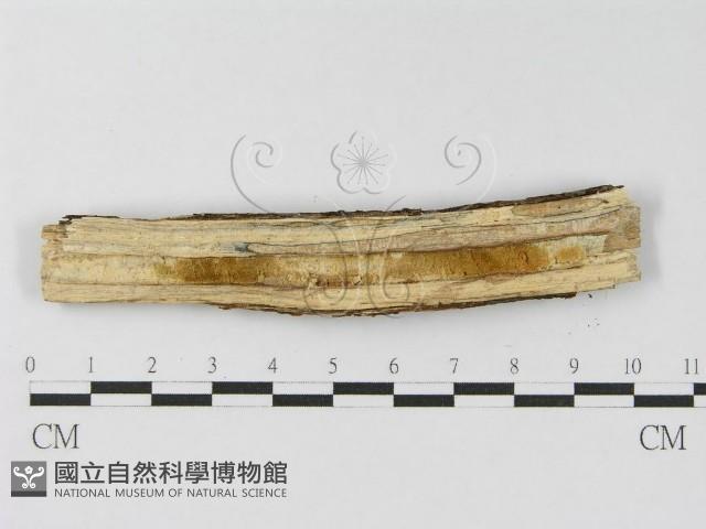 登錄號:F0010474藏品圖，第3張