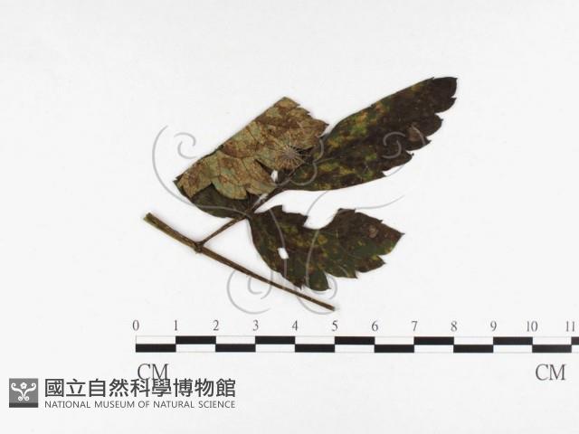 登錄號:F0026474藏品圖，第1張