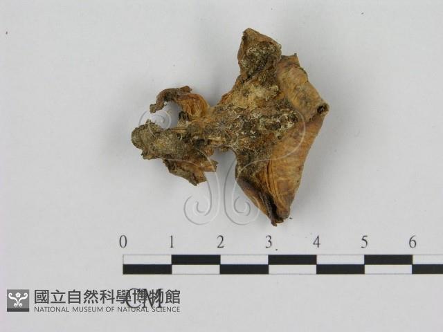 登錄號:F0016474藏品圖，第3張