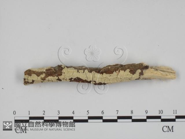 登錄號:F0001474藏品圖，第3張