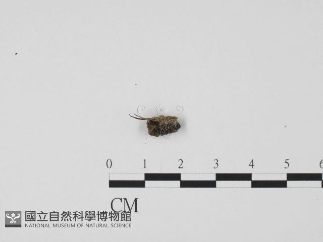登錄號:F0004474藏品圖，第3張