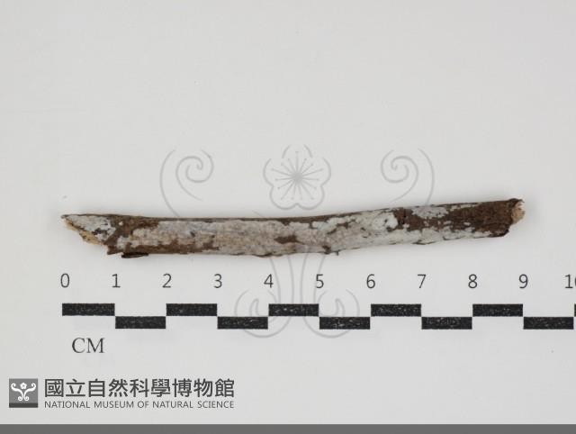 刺皮菌屬藏品圖，第3張