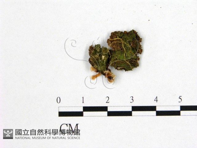 登錄號:F0022474藏品圖，第3張