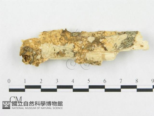 登錄號:F0002474藏品圖，第1張
