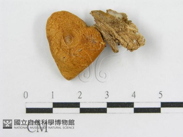 登錄號:F0007474藏品圖，第3張