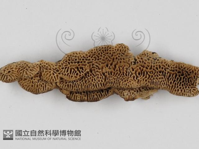 登錄號:F0017474藏品圖，第1張
