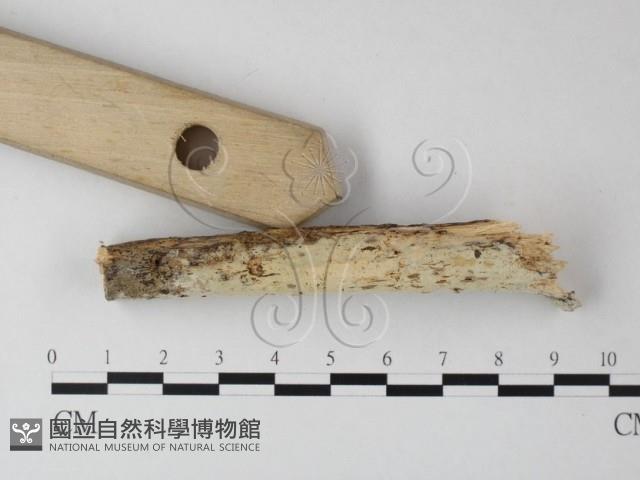 絲齒菌屬藏品圖，第3張