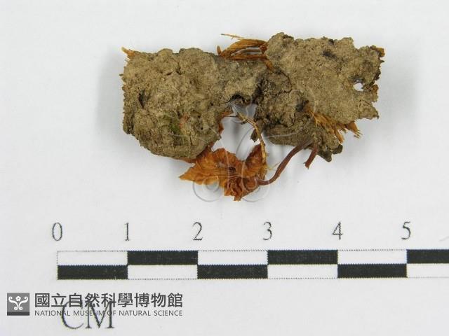 微皮傘屬藏品圖，第3張