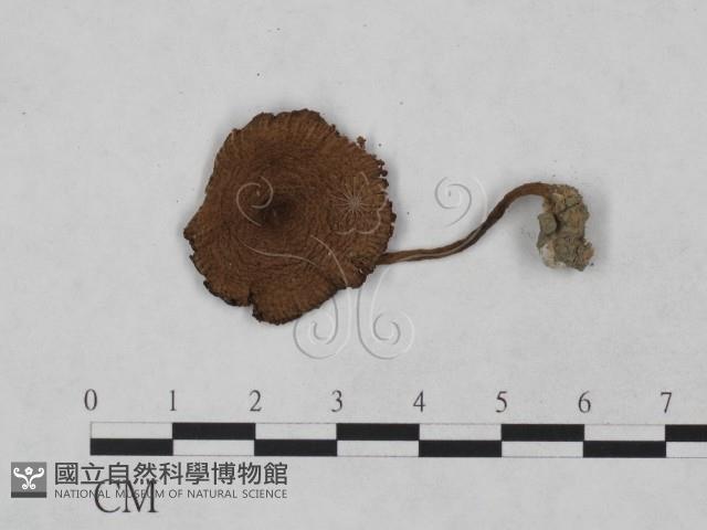 登錄號:F0023474藏品圖，第3張