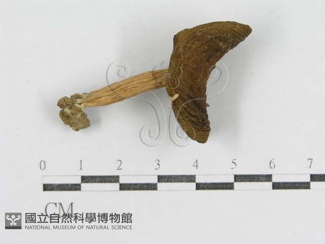 登錄號:F0003474藏品圖，第3張