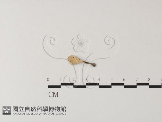 相鄰小孔菌藏品圖，第3張