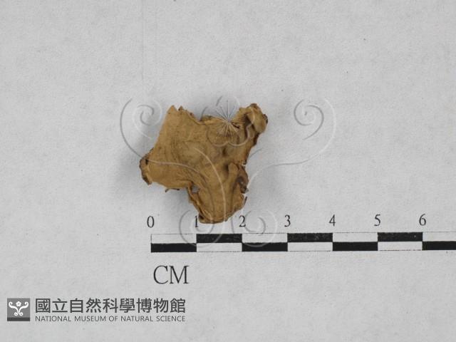 登錄號:F0000774藏品圖，第3張