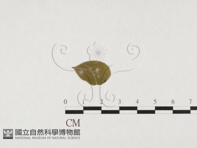 登錄號:F0026774藏品圖，第3張