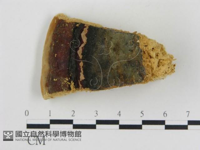 松生擬層孔菌藏品圖，第3張