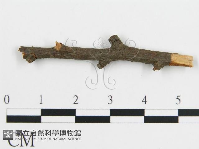 登錄號:F0016774藏品圖，第3張