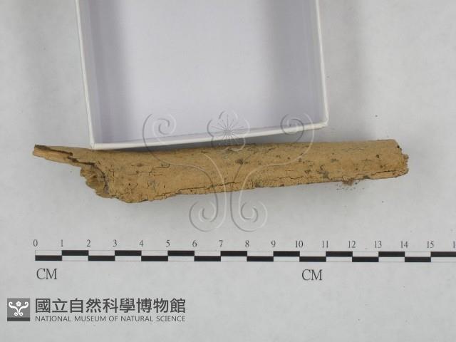 館號:F0021774藏品圖，第3張