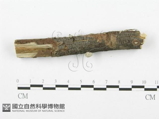 裂褶菌藏品圖，第3張