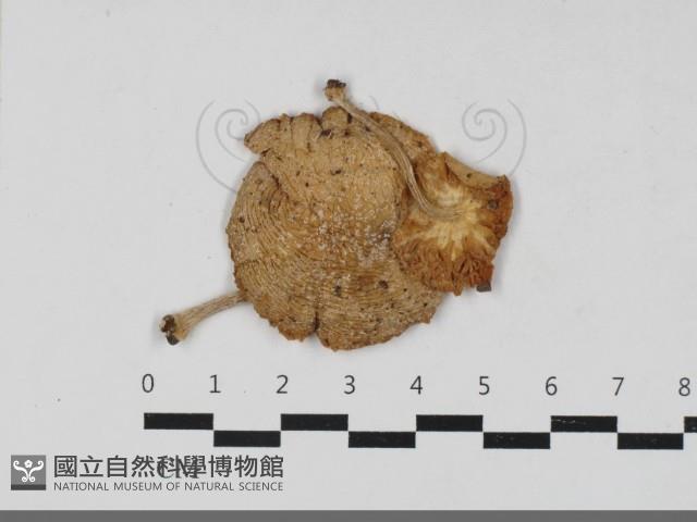 登錄號:F0031774藏品圖，第1張