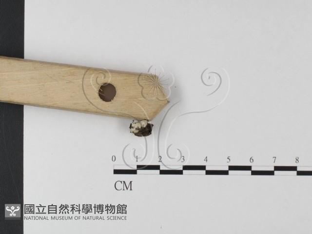 登錄號:F0024774藏品圖，第3張