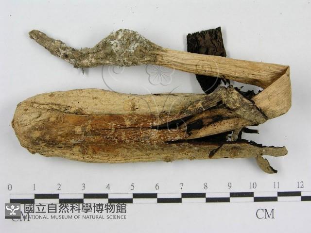 登錄號:F0004774藏品圖，第3張