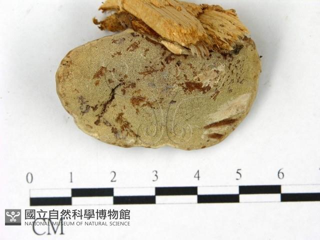 登錄號:F0022774藏品圖，第3張