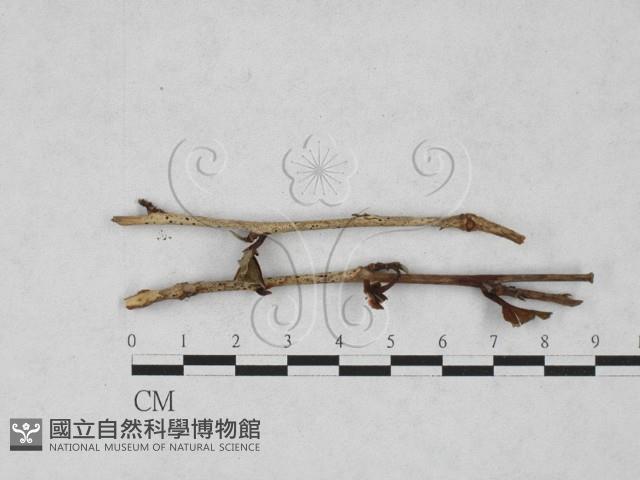登錄號:F0027774藏品圖，第1張