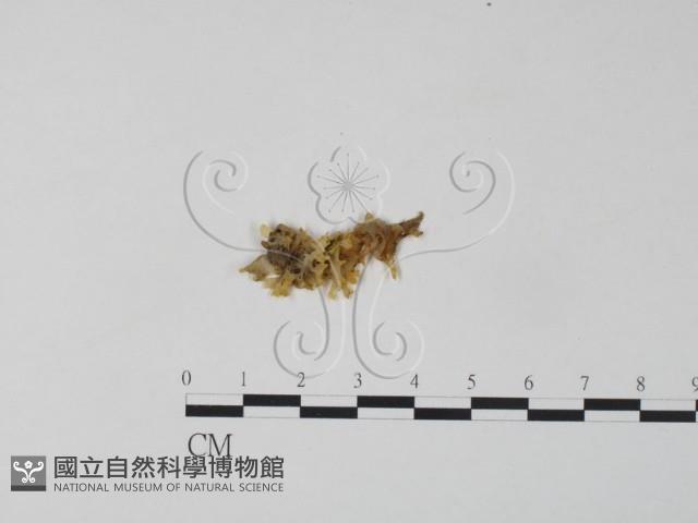 銀耳屬藏品圖，第3張