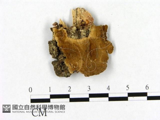登錄號:F0017774藏品圖，第3張