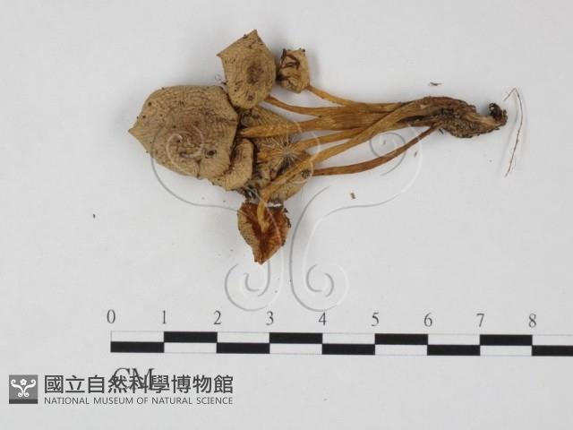 利氏小菇藏品圖，第3張