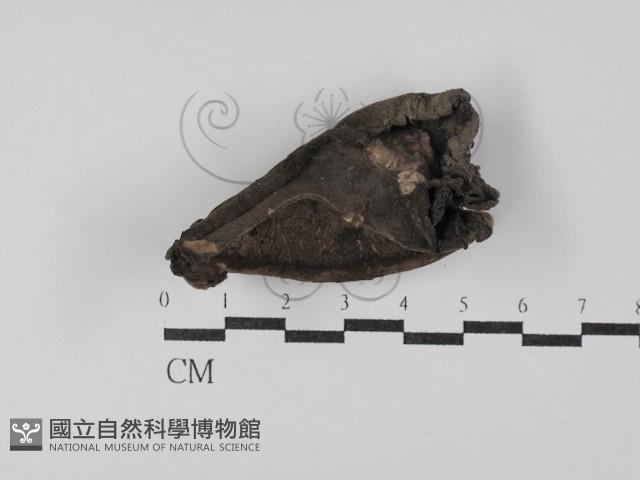 登錄號:F0029774藏品圖，第3張