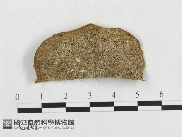 登錄號:F0009774藏品圖，第3張