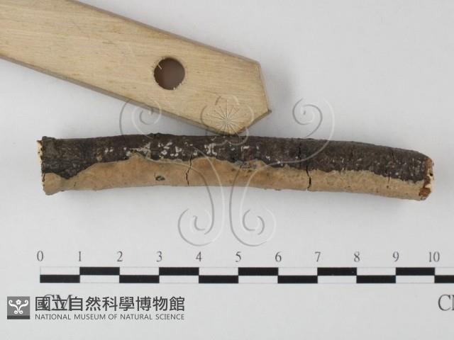 登錄號:F0023774藏品圖，第3張
