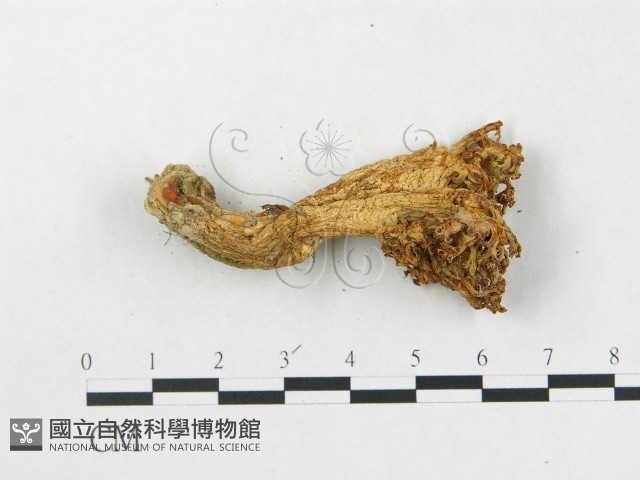 登錄號:F0003774藏品圖，第3張