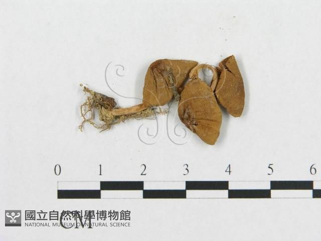 登錄號:F0008574藏品圖，第3張