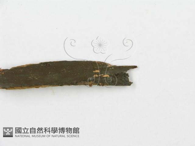 登錄號:F0000574藏品圖，第3張