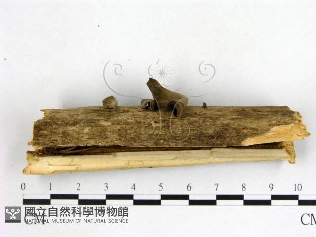 毛木耳藏品圖，第3張