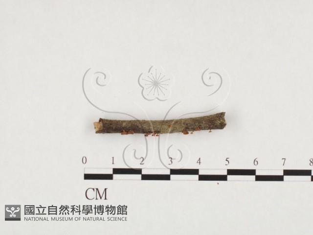 登錄號:F0026574藏品圖，第3張