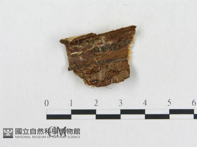 登錄號:F0006574藏品圖，第3張