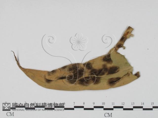 登錄號:F0016574藏品圖，第3張