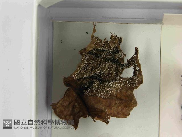 登錄號:F0021574藏品圖，第3張