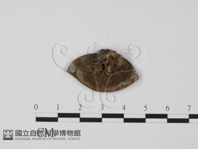 登錄號:F0011574藏品圖，第3張