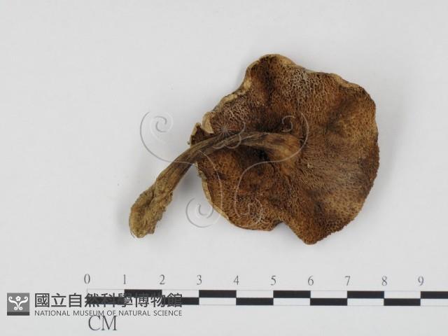 登錄號:F0024574藏品圖，第3張