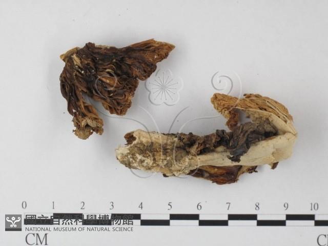 鵝膏屬藏品圖，第3張