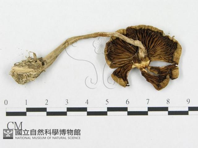 登錄號:F0012574藏品圖，第3張
