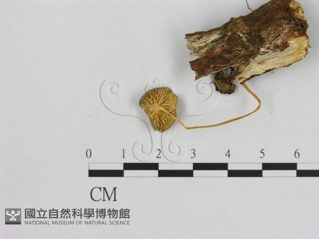 小菇屬藏品圖，第3張