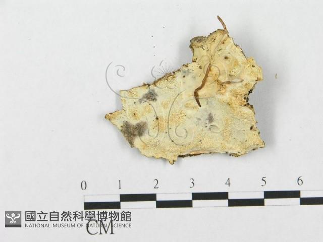 登錄號:F0017574藏品圖，第1張