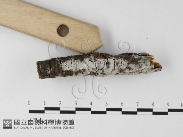剛毛絲皮菌藏品圖，第3張
