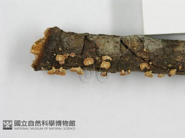 登錄號:F0005574藏品圖，第4張